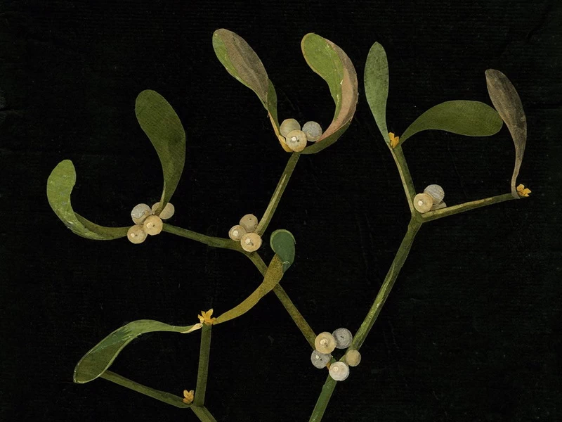 1700-Mary Delany Granville - Mistletoe